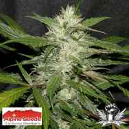 Alpine Seeds Sweet Chunk BX1